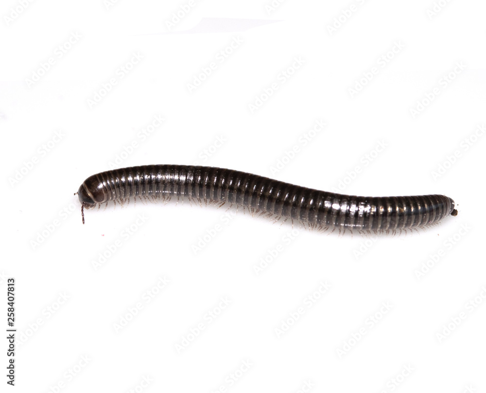Small Millipede Bug Insect on White Background Small Millipede Bug Insect on White Background