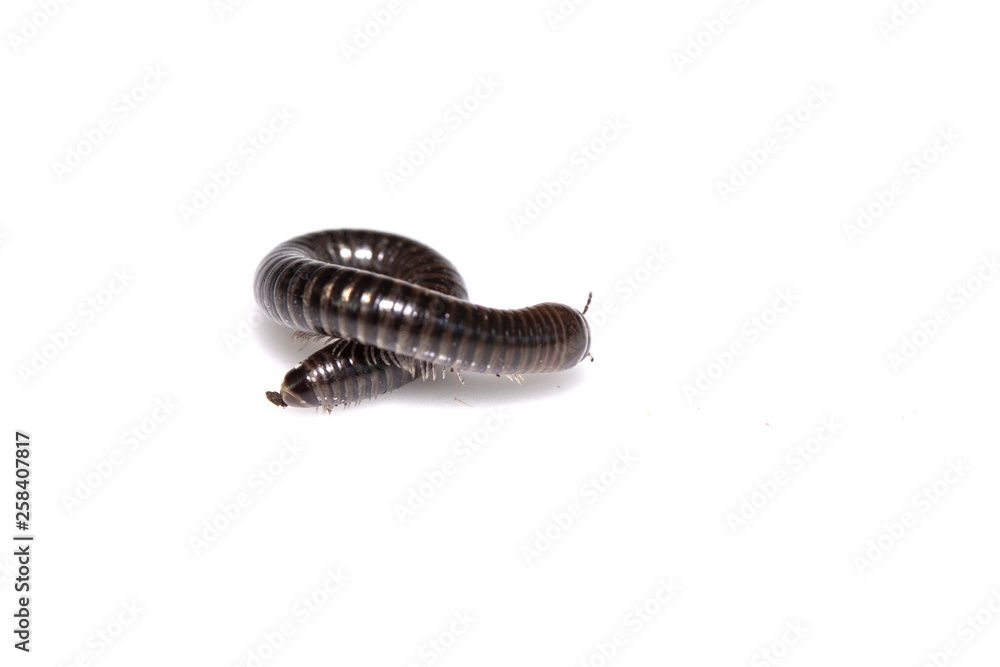 Small Millipede Bug Insect on White Background Small Millipede Bug Insect on White Background