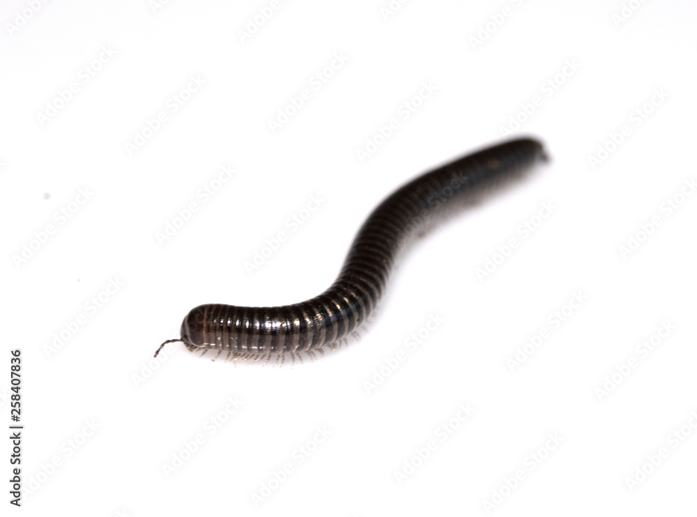 Small Millipede Bug Insect on White Background Small Millipede Bug Insect on White Background