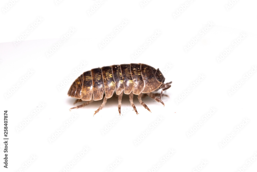 Woodlouse Wood Louse crustacean On White Background Woodlouse Wood Louse crustacean On White Background