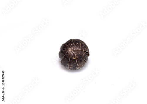 Wallpaper Mural Woodlouse Wood Louse crustacean On White Background Torontodigital.ca