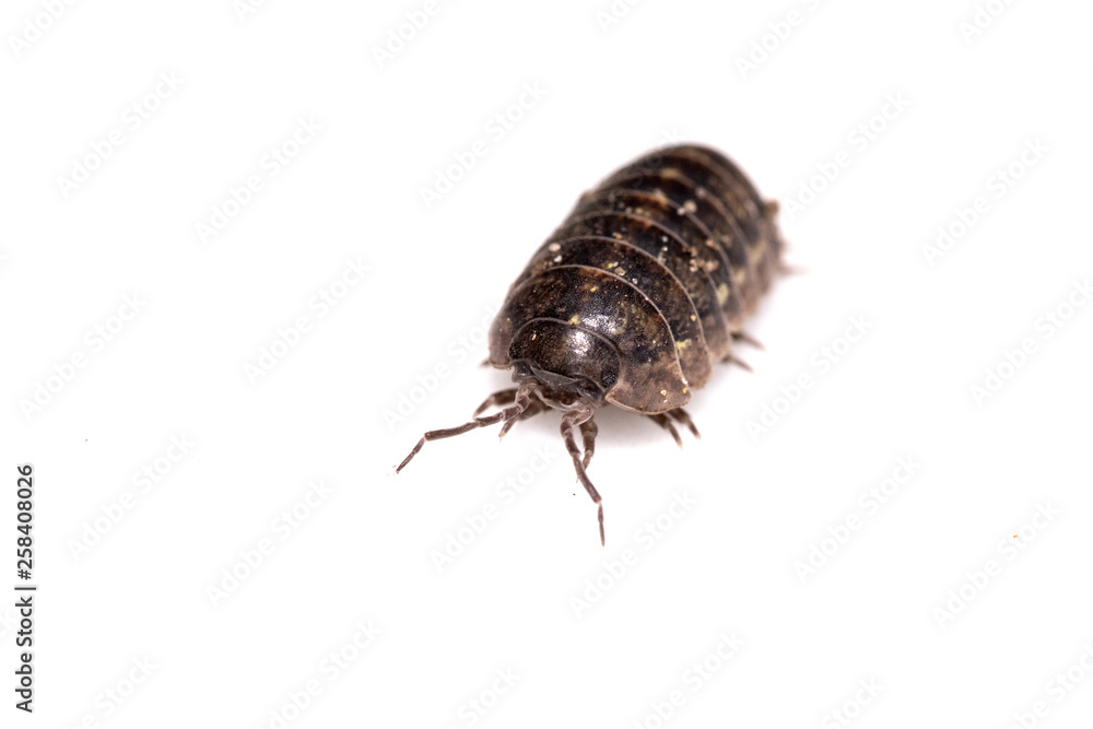 Woodlouse Wood Louse crustacean On White Background Woodlouse Wood Louse crustacean On White Background