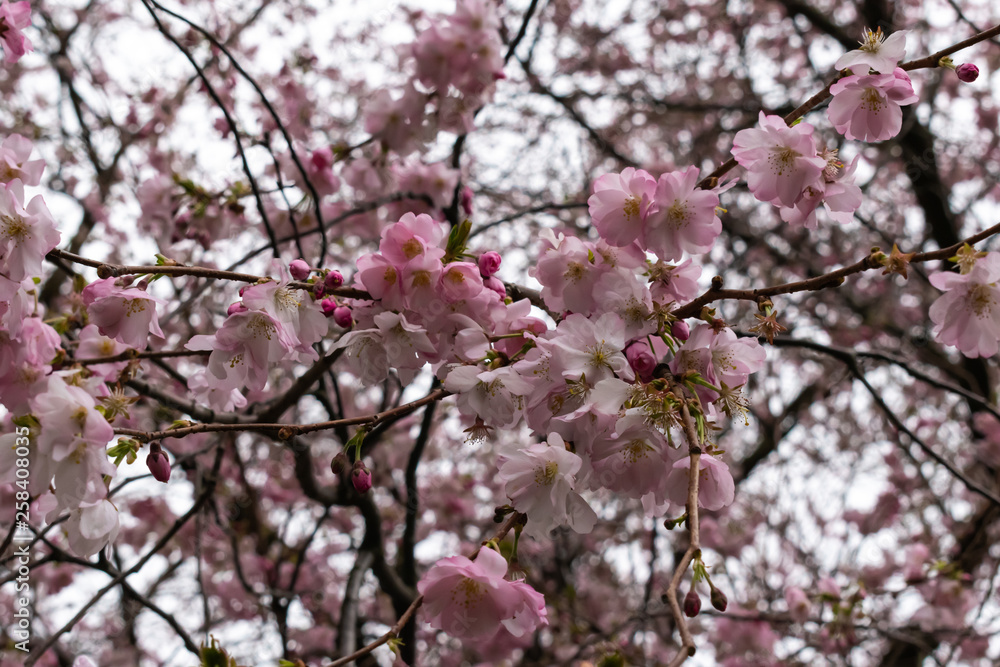 Japanese Cherry Blossoms Close-up Japanese Cherry Blossoms Close-up