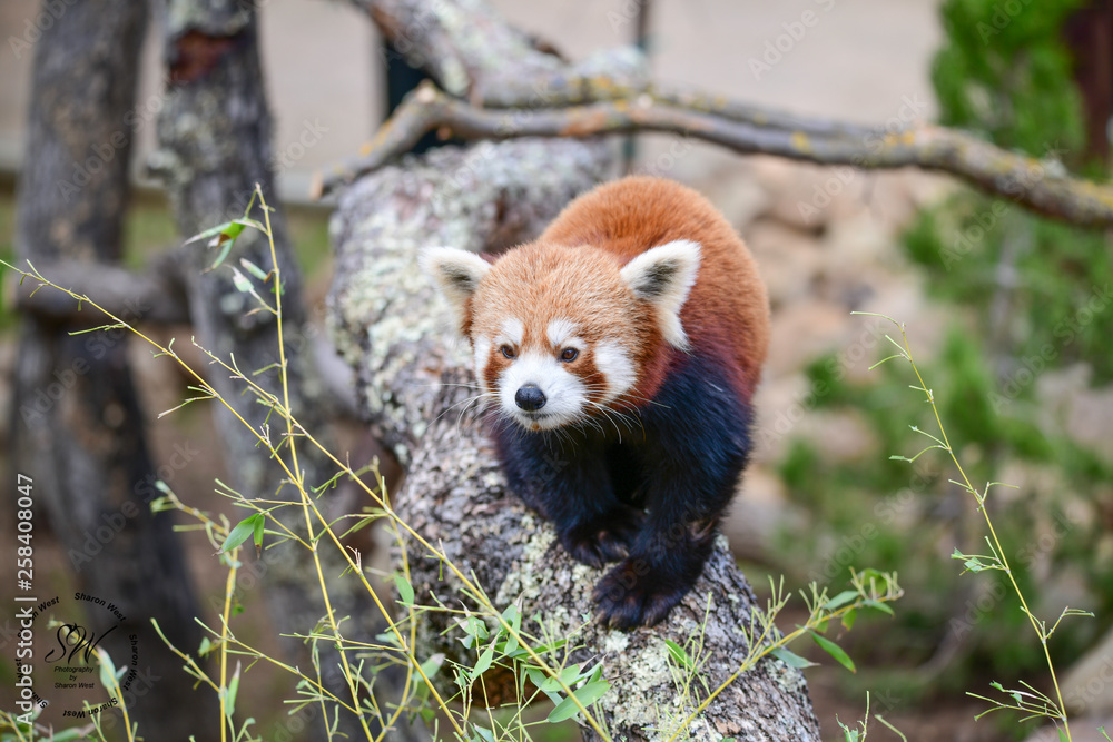 Fototapeta premium Red Panda