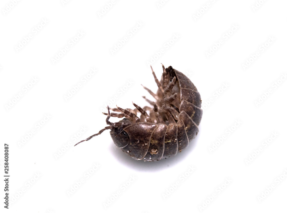 Woodlouse Wood Louse crustacean On White Background Woodlouse Wood Louse crustacean On White Background