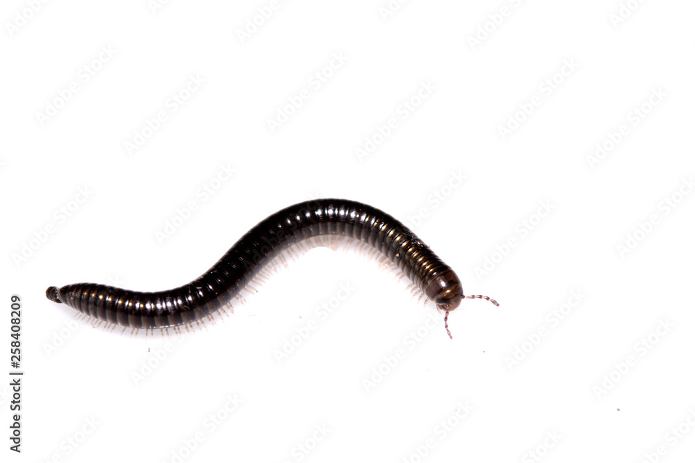 Small Millipede Bug Insect on White Background Small Millipede Bug Insect on White Background