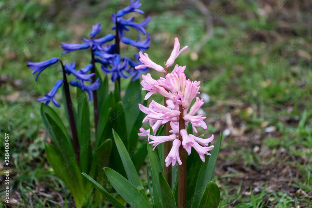 Obraz premium Wood Hyacinths in the park