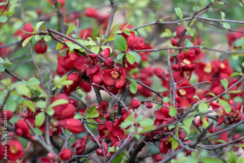 Small red flowers growing in the city