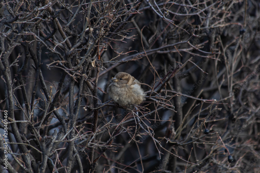 sparrow in the bushes