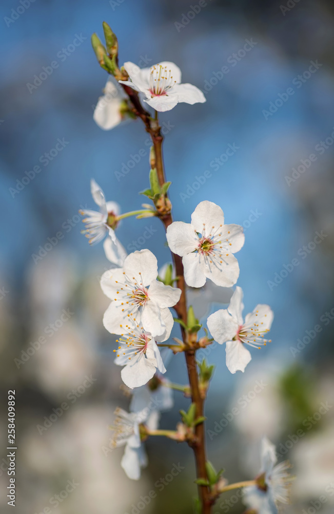 White cherry spring blossom White cherry spring blossom