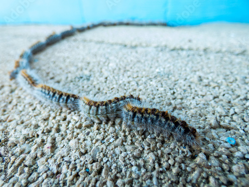  Pine  processionary caterpillars  on the steps close-up