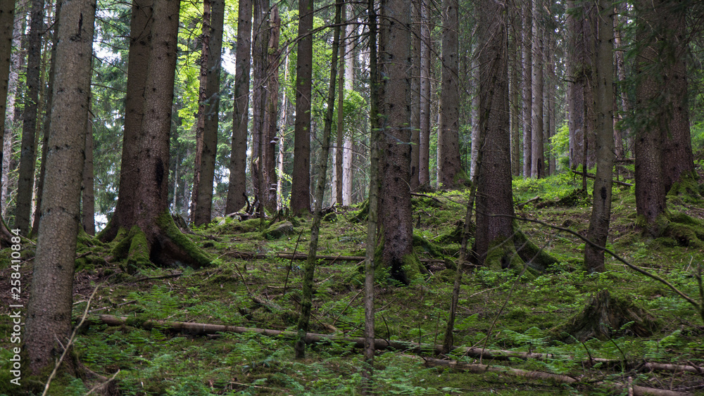 dense forest natural black forest dense forest natural black forest