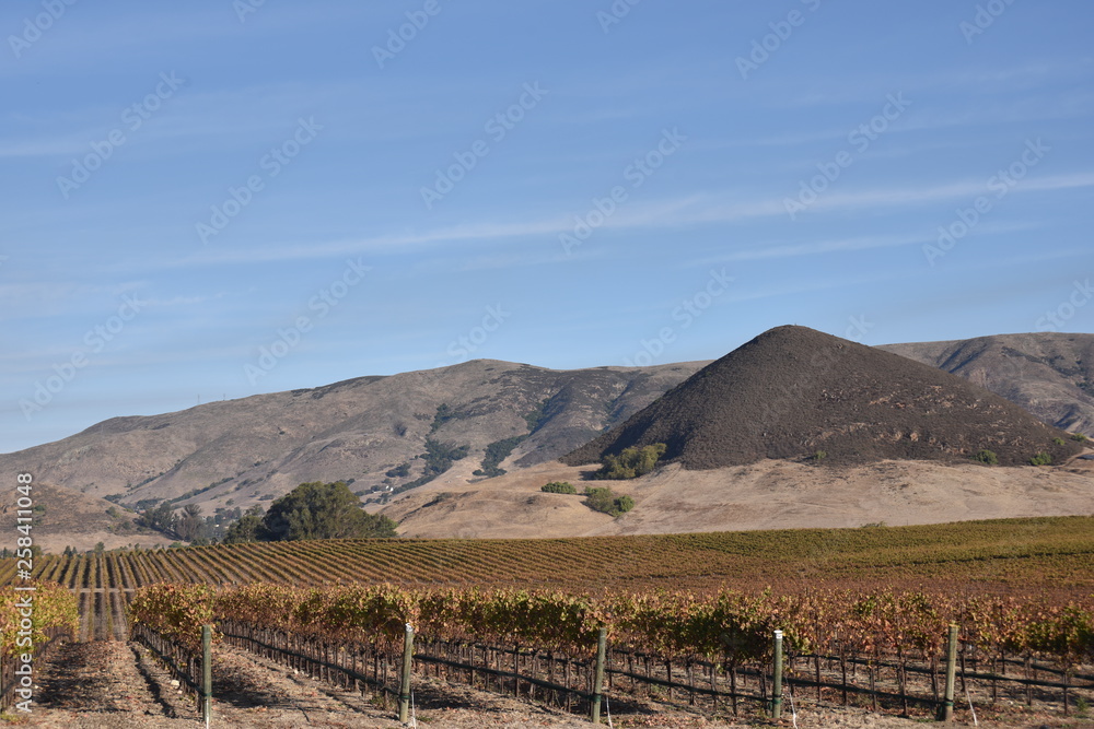 San Luis Obispo, CA. U.S.A. Dec. 8, 2017. San Luis Obispo Autumn wine vineyards. San Luis Obispo, CA. U.S.A. Dec. 8, 2017. San Luis Obispo Autumn wine vineyards.