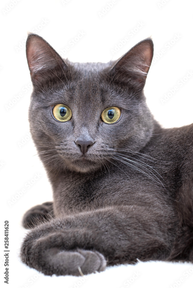 Portrait of grey cat on white background