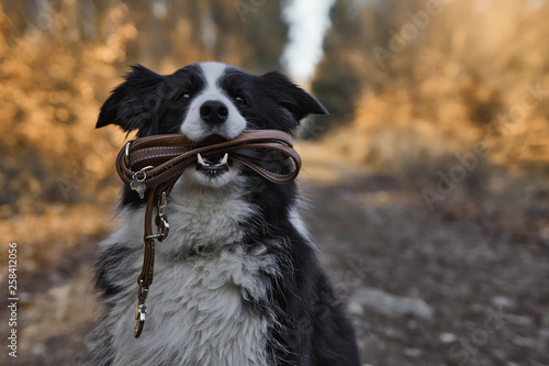 Border Collie Dog is holding a leather leash in its mouth.