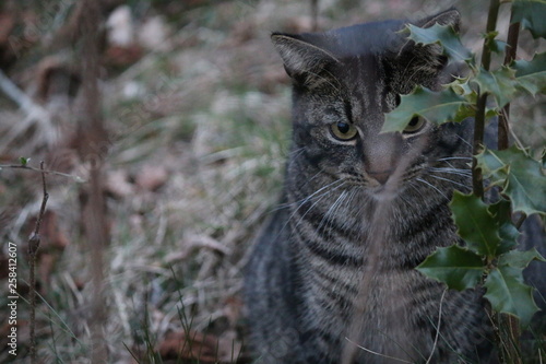 Wallpaper Mural Katze 2 Torontodigital.ca