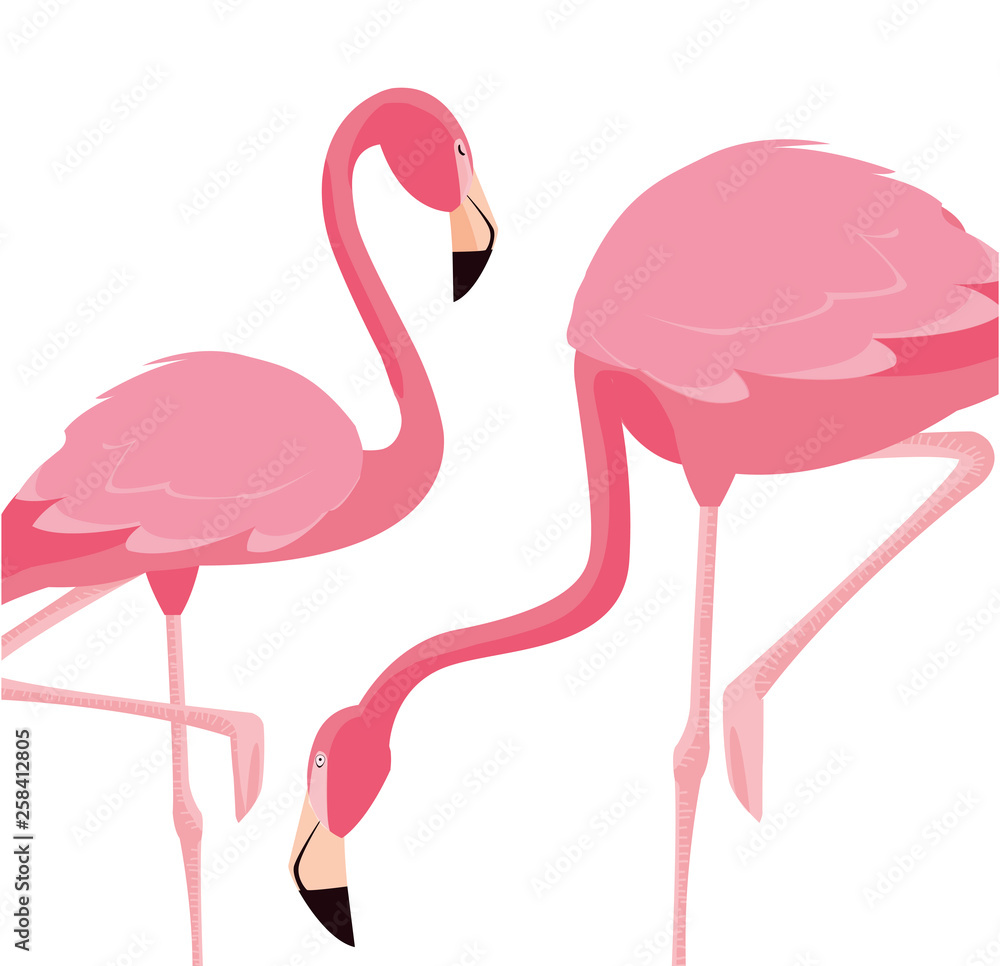 Fototapeta premium elegant flamingo birds couple