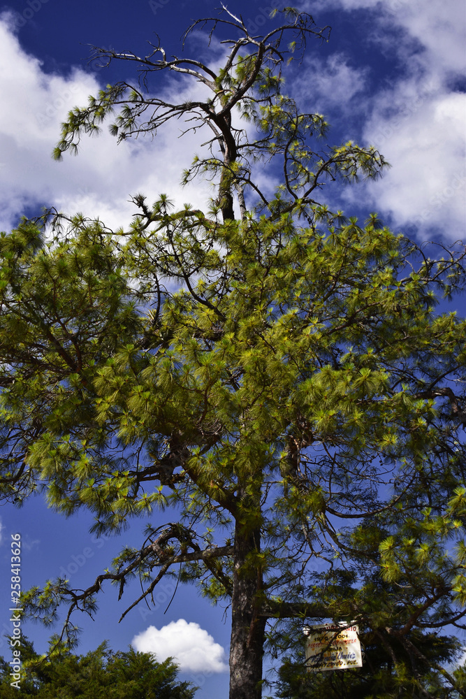 Arbol Arbol