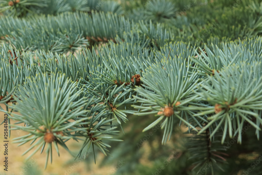 Green background of paws (branches) ate with spiky claws (needles). Green background of paws (branches) ate with spiky claws (needles).
