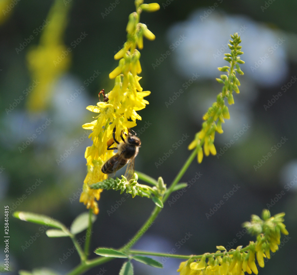 In the wild bloom Melilotus officinalis In the wild bloom Melilotus officinalis