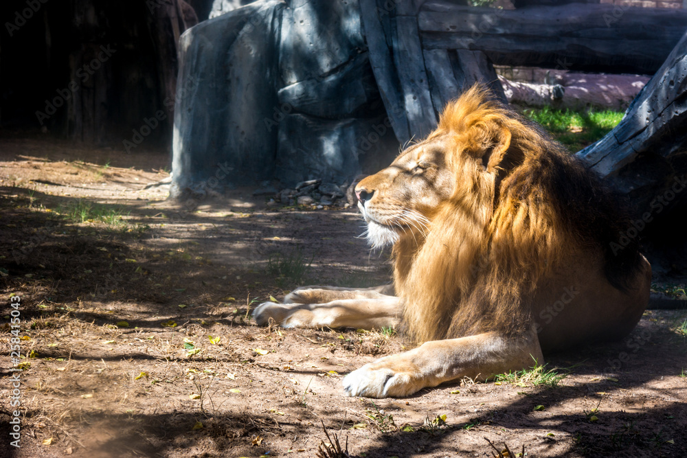 Naklejka premium Majestic lion lying down looking at the horizon during sunset in the jungle