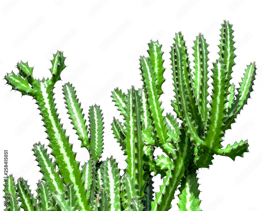 Cactus isolated on white background..