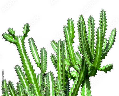 Cactus isolated on white background..