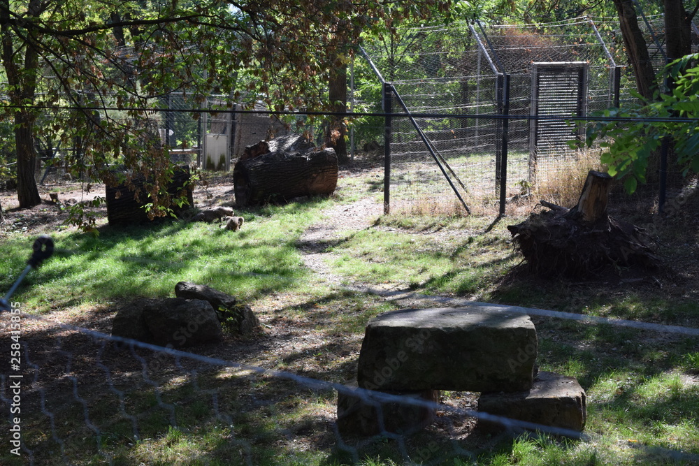Fototapeta premium Babygepard 4