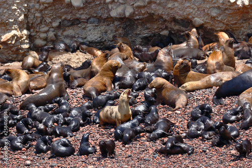 Wild colony of sea lions (Otaria flavescens) on the shore of the Ballestas Islands in Paracas, Peru. photo