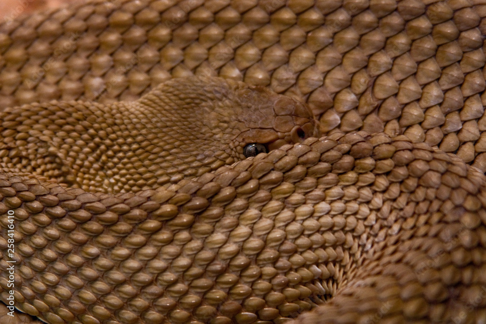 Basilisken-klapperschlange (crotalus Basiliscus) Stock Photo 