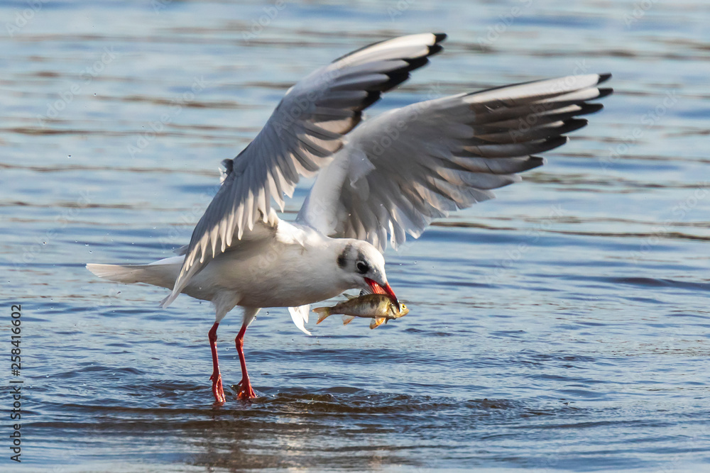 Black-headed gull, Chroicocephalus ridibundus, catching a fish Black-headed gull, Chroicocephalus ridibundus, catching a fish