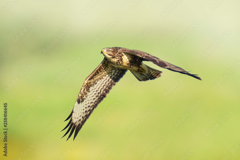 Fototapeta premium Common buzzard, Buteo Buteo, in flight above a green meadow