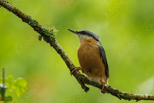 Eurasian or wood nuthatch bird (Sitta europaea) perched on a branch, foraging in a forest