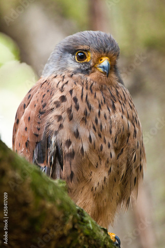 Rötelfalke (Falco naumanni) photo