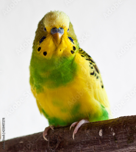 Wellensittich (Melopsittacus undulatus) photo