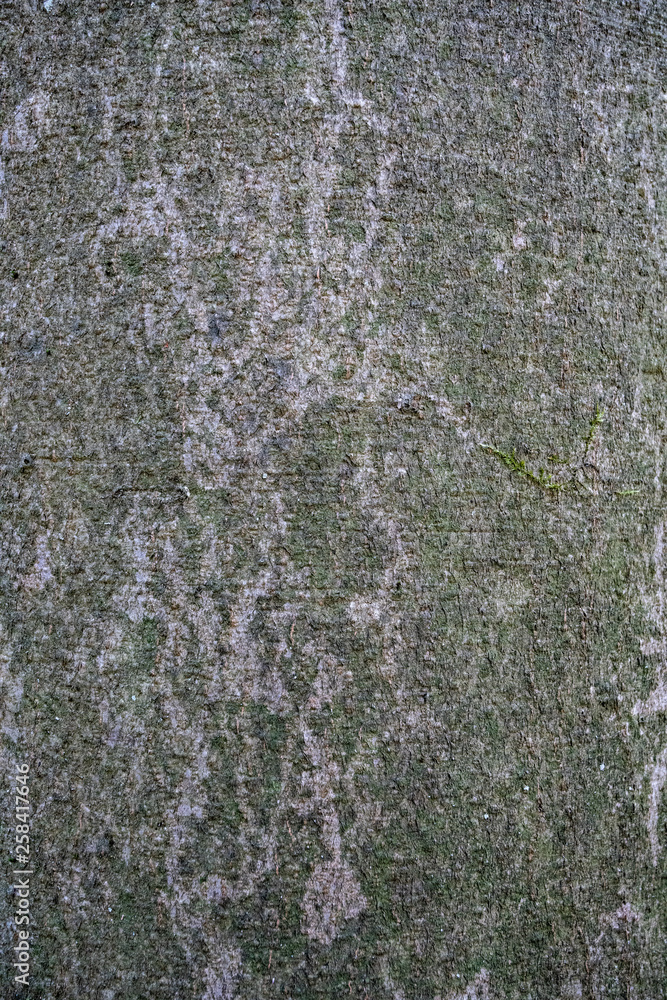 Fototapeta premium Tree bark texture