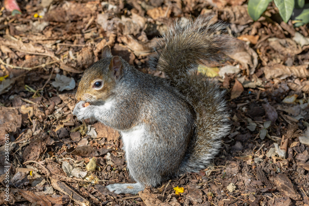 A squirrel eating a nut in the spring sunshine A squirrel eating a nut in the spring sunshine