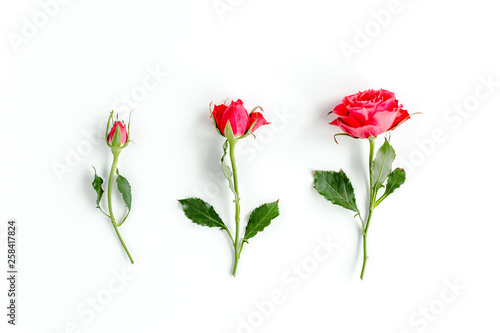 Red roses on white background. Minimal spring floral pattern. Flat lay, top view. 