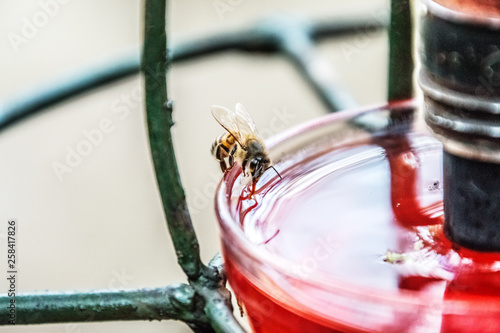 bee drinking from a bird bath