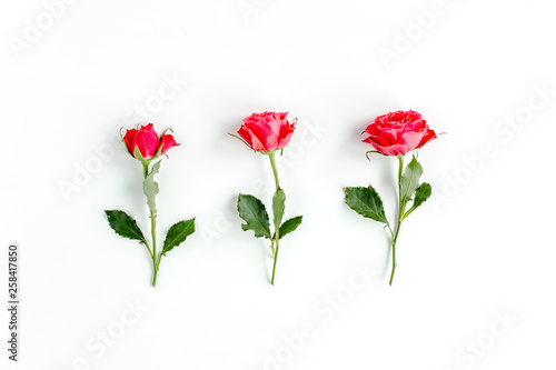 Red roses on white background. Minimal spring floral pattern. Flat lay  top view. 