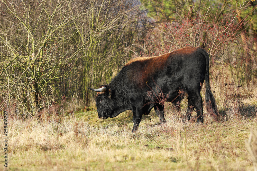 Breed back the Aurochs into existence from the descendant domesticated cattle - Bos primigenius - in Czech republic Breed back the Aurochs into existence from the descendant domesticated cattle - Bos primigenius - in Czech republic