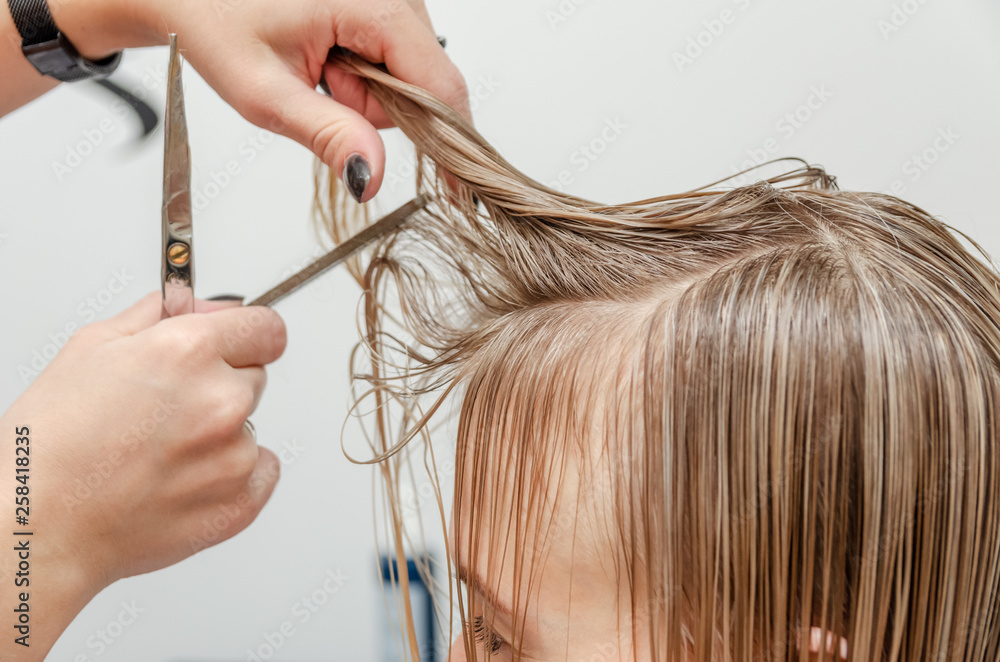 Fototapeta premium Hairdresser is cutting blond hair in hair salon. Trimming processes at the hair salon