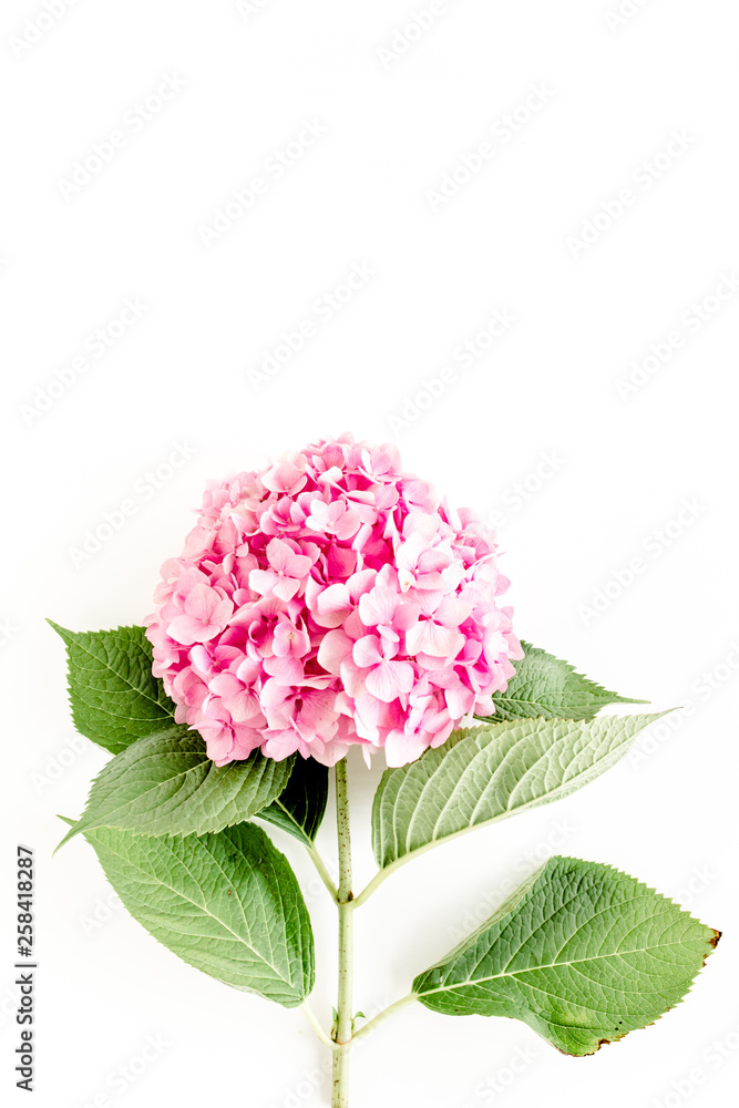 Beautiful, pink hydrangea flower on white background. Floral concept. Flat lay, top view. 
