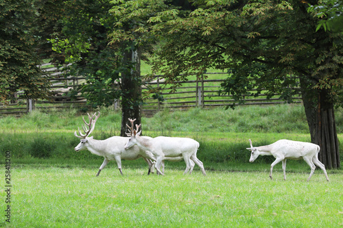 Cervus elaphus - three  red deers in very rare white colored form