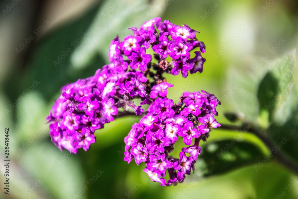 violet heliotropium in a garden violet heliotropium in a garden