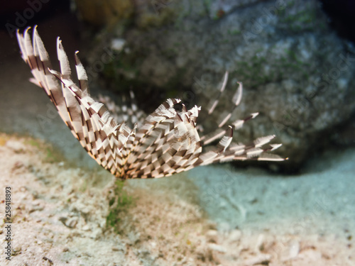  red sea sabellastarte photo