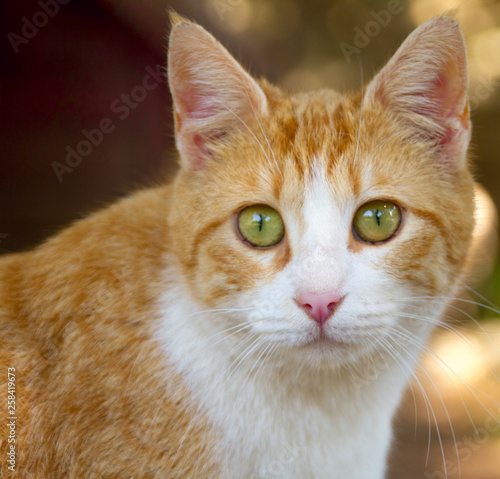 portrait of a cat © çağrı