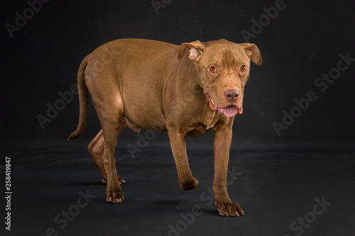 Old Sick Brown Pit Bull with Black Background