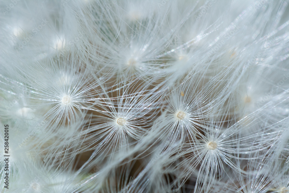 closeup of dandelion on a background closeup of dandelion on a background