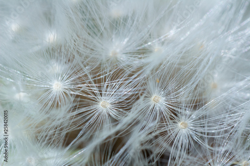 closeup of dandelion on a background